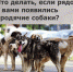   - Администрация Лебяжьевского района